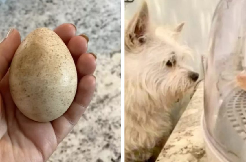  The sweet dog found an egg which became a little creature after some time