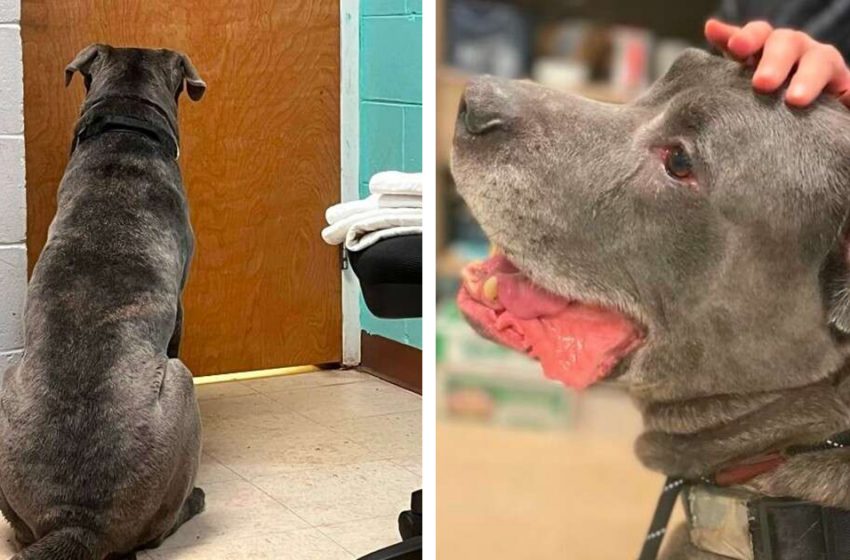  The poor dog began to cry realizing that his owner left him at the shelter