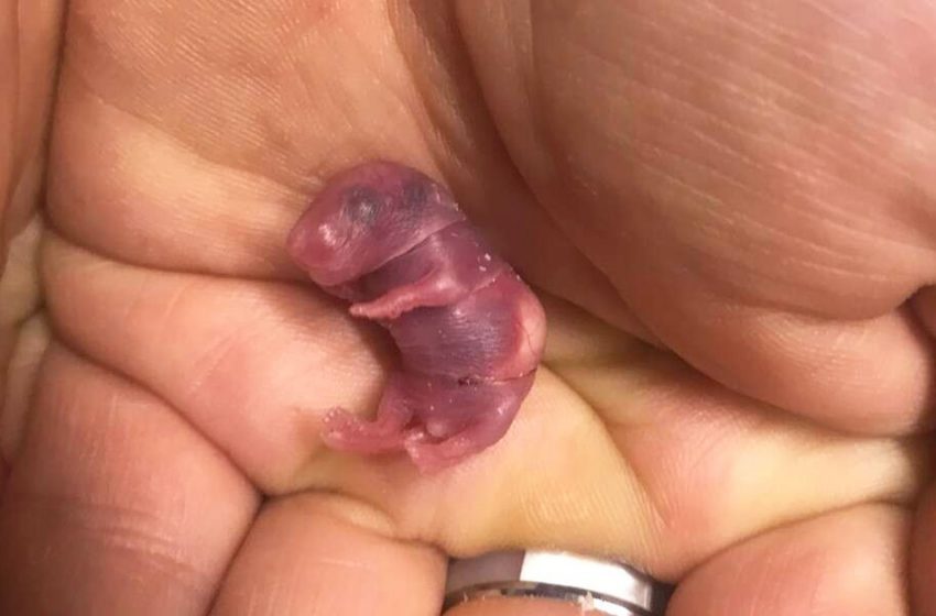  The baby mouse, who was found so weak and helpless, now feels protected and happy