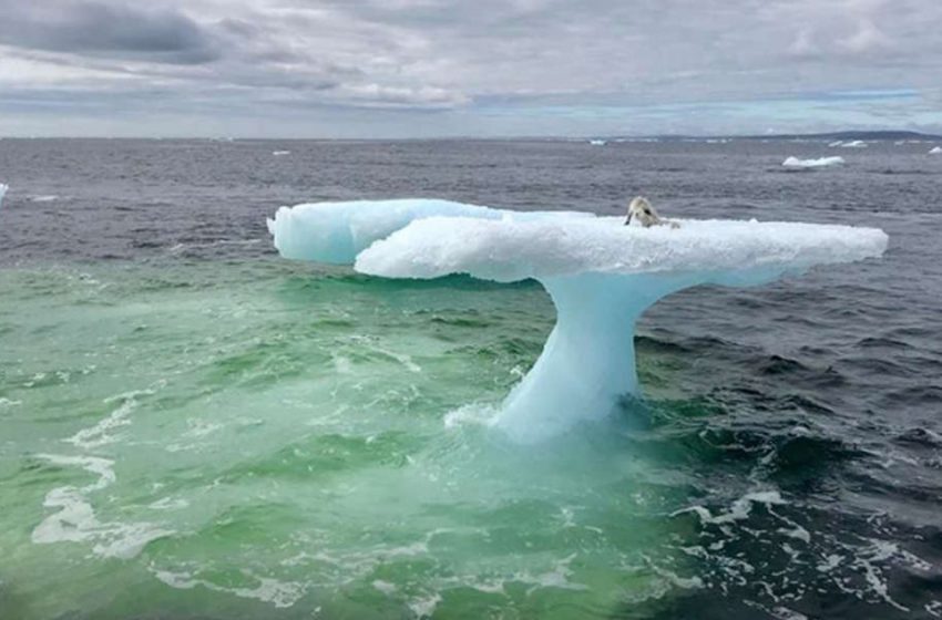  An unusual creature was noticed on the top of an iceberg, who needed a help