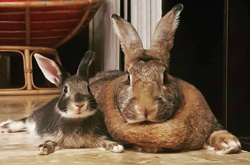  The two incredible rabbits has created a wonderful couple together and look amazing