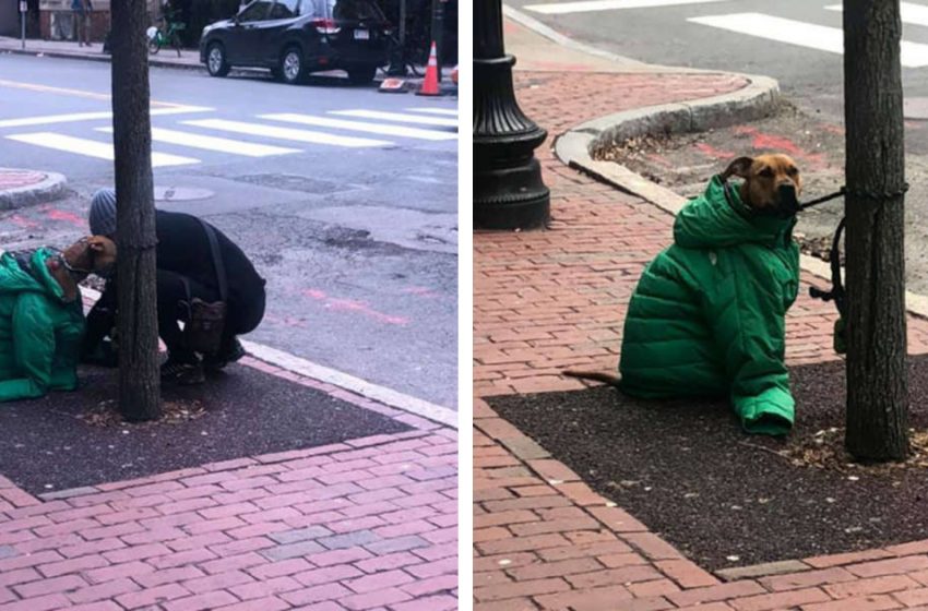  The caring owner gave her jacket to her sweet dog to be warm when staying outside