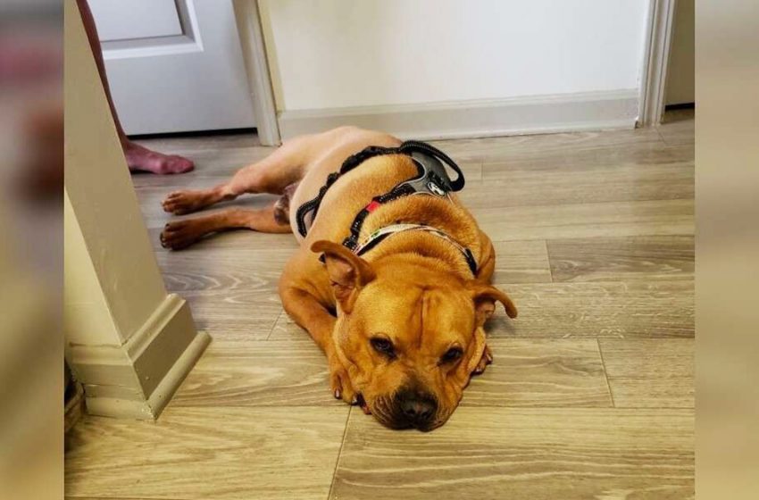  The sweet shelter dog is still waiting for a caring family to adopt him