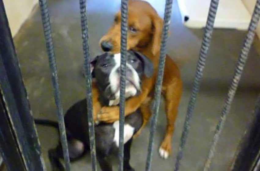  The two shelter dogs were about to be euthanised but they were saved due to a kind person