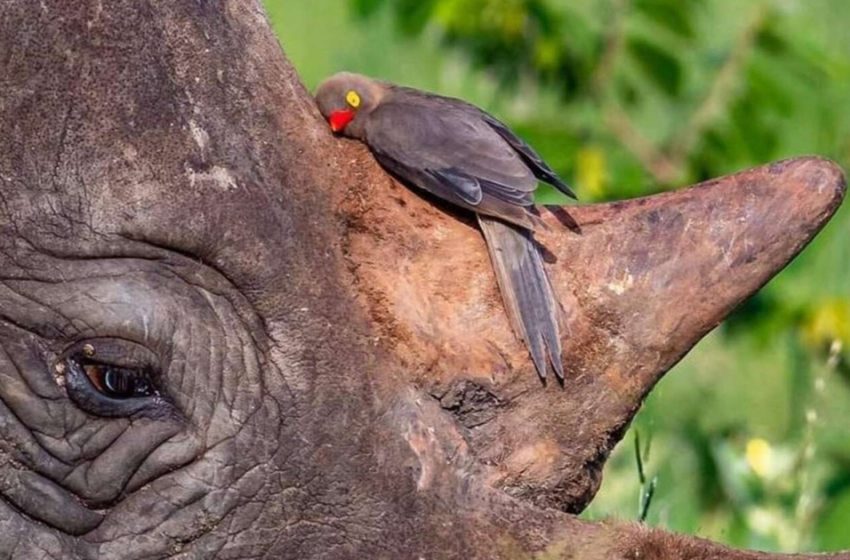  The wonderful friendship between the two different animals is really amazing