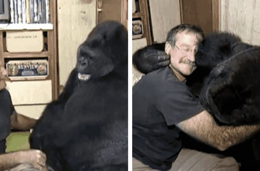  The talented actor Robin  Williams made the wonderful gorilla smile again after the harsh period for her