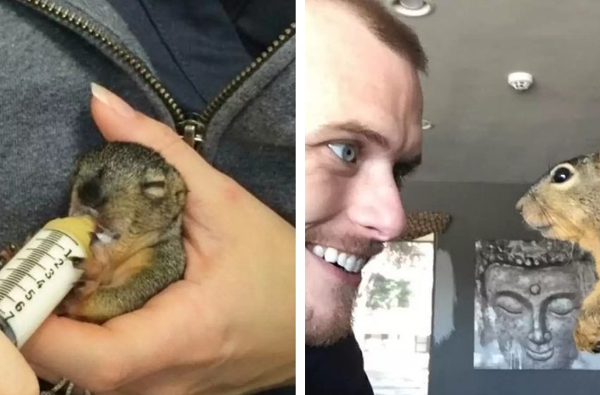  The rescued squirrel doesn’t want to leave his saviour