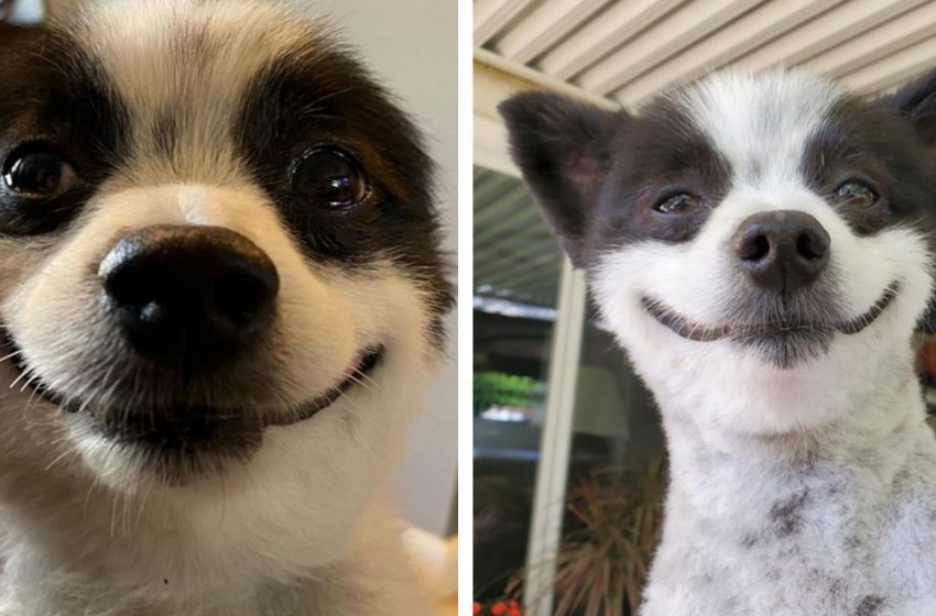  The sweet dog has the happiest smile ever and makes the people laugh with his nice face