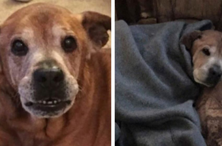  The incredible senior dog was waiting for his little human sister to be born