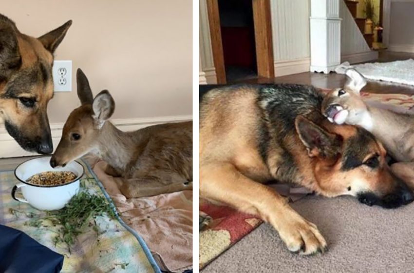  The caring German Shepherd became a babysitter for many orhpaned animals