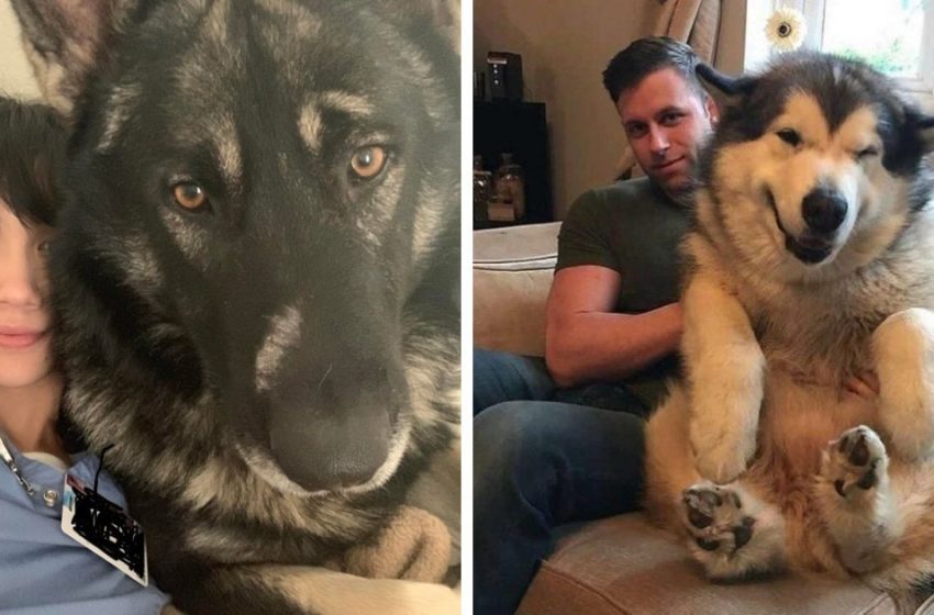  16 touching and clever pooches that appear that the greater the puppy, the more adore he will bring