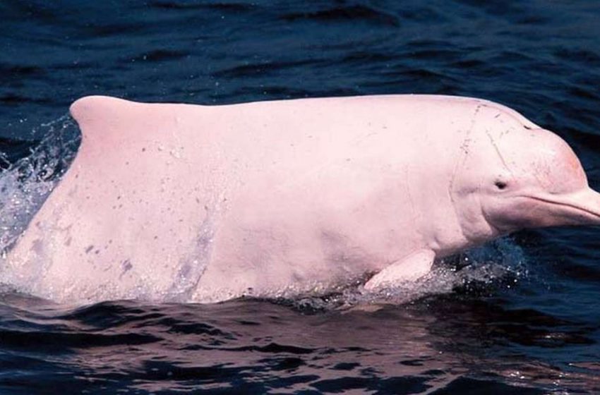  These marvellous pink dolphins are under the danger of the forever extinction