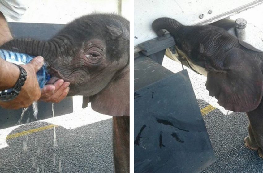  The poor baby elephant, who was looking for water, finally gets help