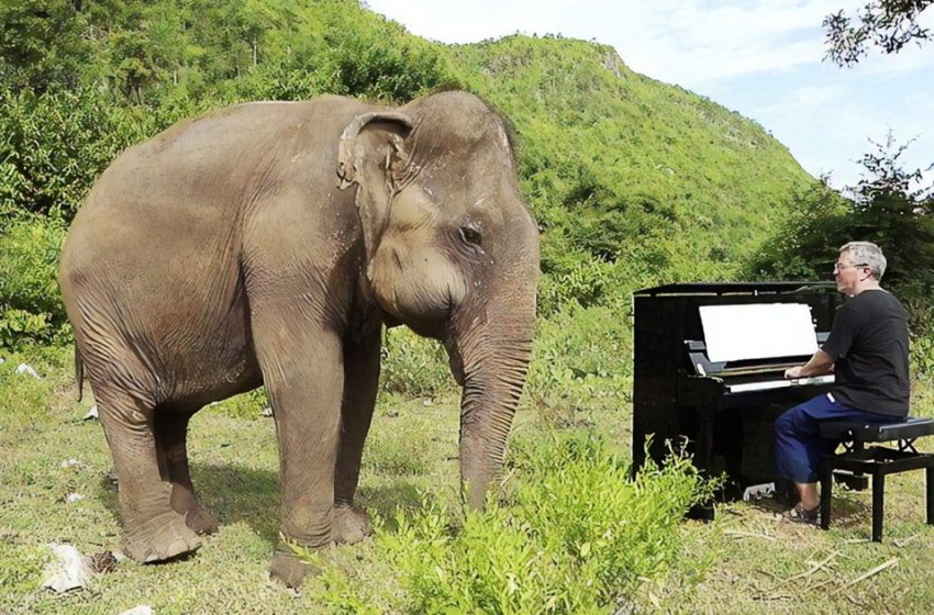  The kind pianist plays classical music for the wonderful rescued elephants