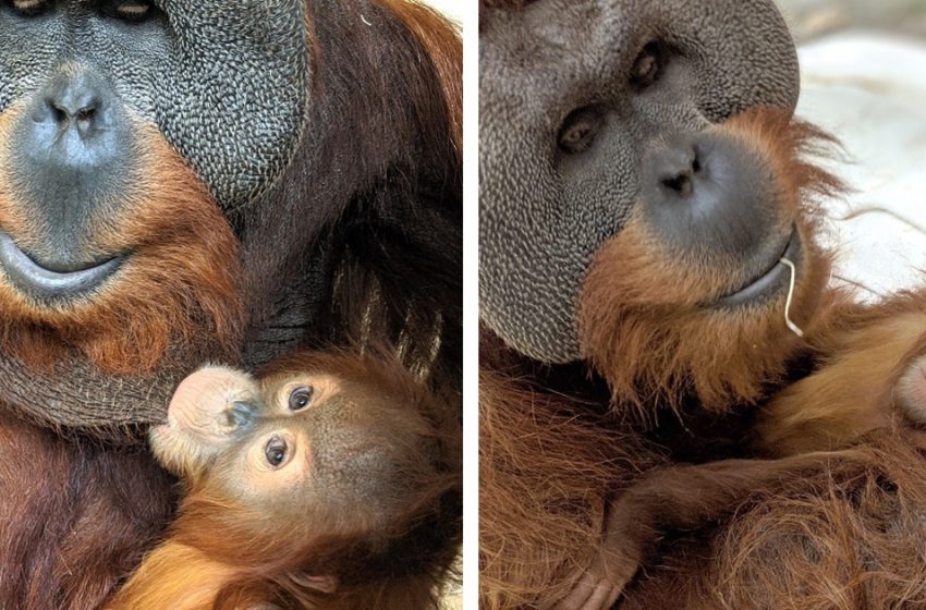  The father orangutan has taken the role of the »mom» for his little baby after his female’s death