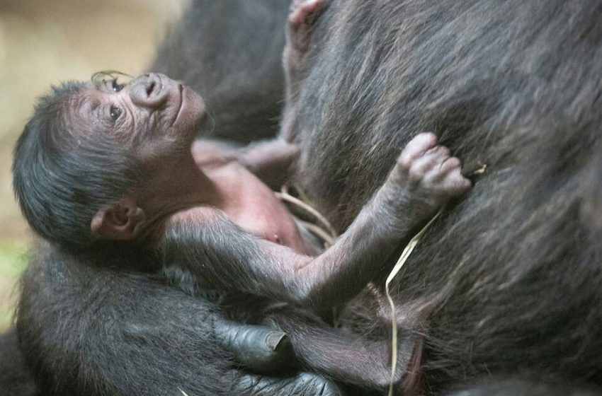  The the birth of endangered gorilla brought a real happiness to the Zoo