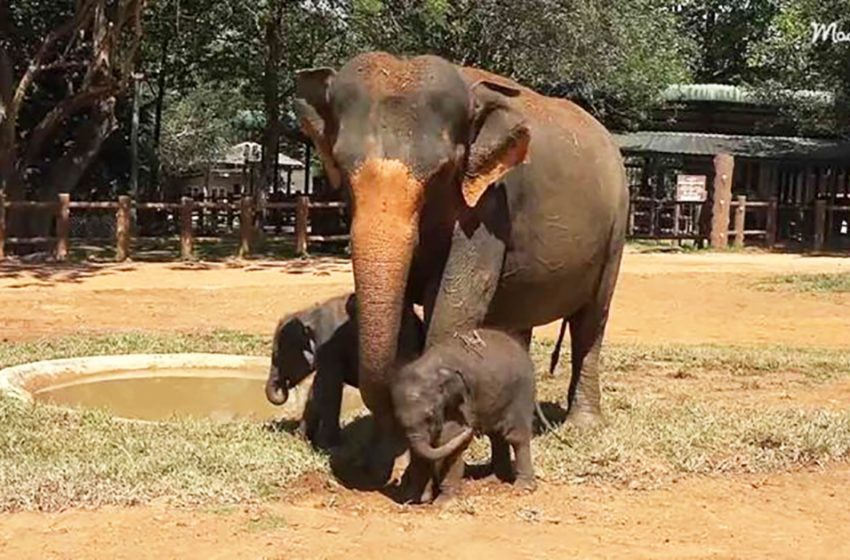  The twin baby elephants were copying their mothers movements