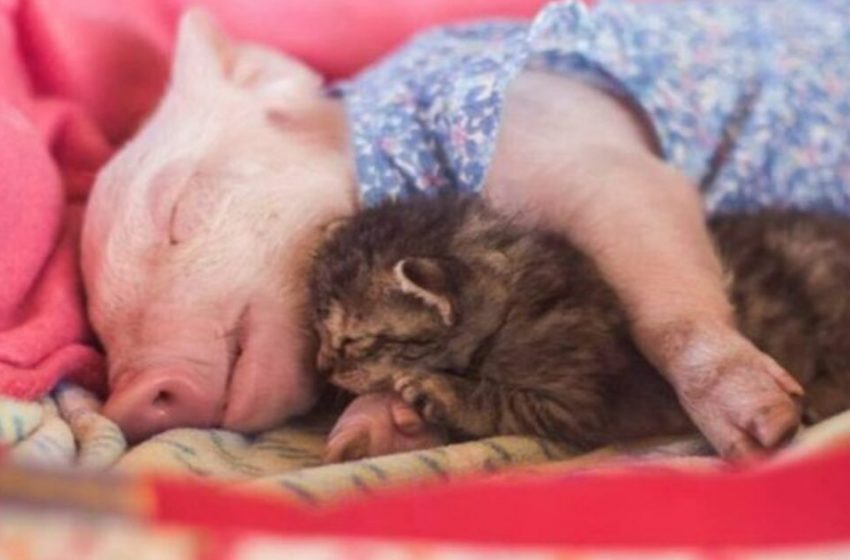  The little pig and cat have created a strong friendship and don’t want to be separated