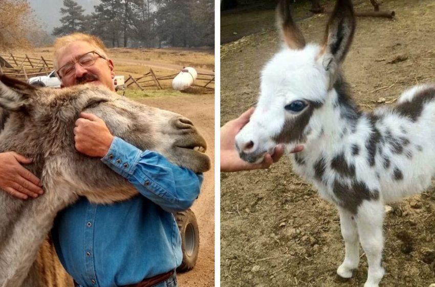  Some adorable pics of sweet donkeys proving that they are also cute animals