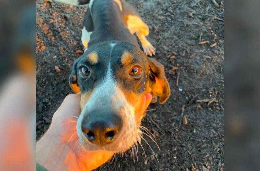  The clever dog led her owner to a lonely puppy appeared in the mud