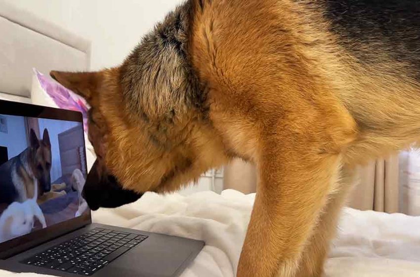  The wonderful dog was shocked seeing himself on the computer