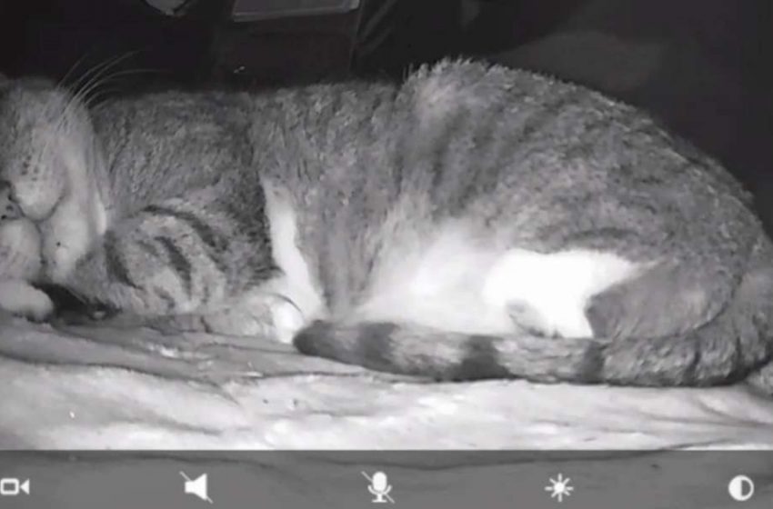  Camera caught the stray cat sleeping warmly in the cat house