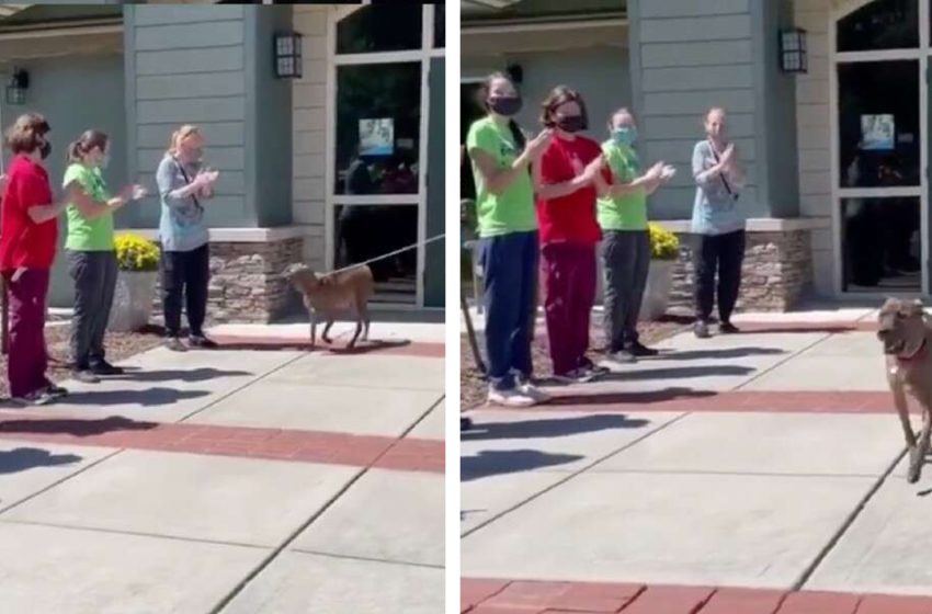  Shelter staff gave their longest resident a standing ovation for finally finding a forever home