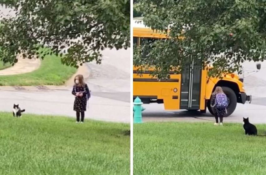  The sweet cat sends his little human friend off to school every day