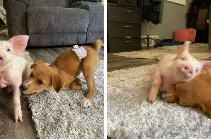  The little pig and the loving disabled dog became close friends in the shelter