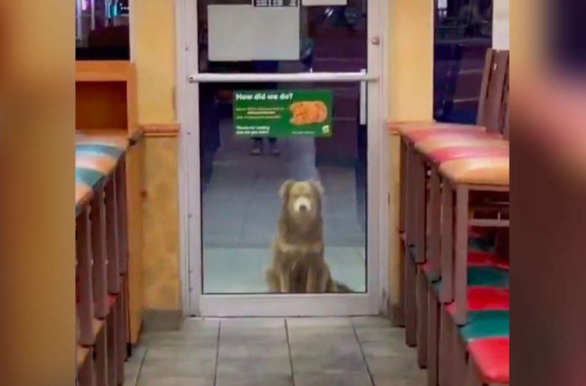  This cute stray dog is a «regular customer» of the restaurant