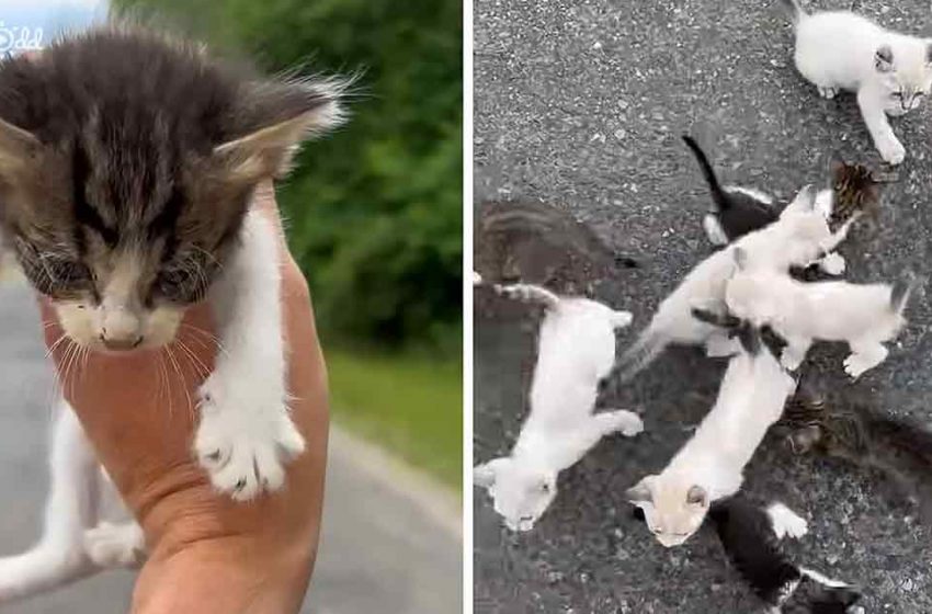  The man tried to help the lonely kitten but got shocked to be surrounded by many of them
