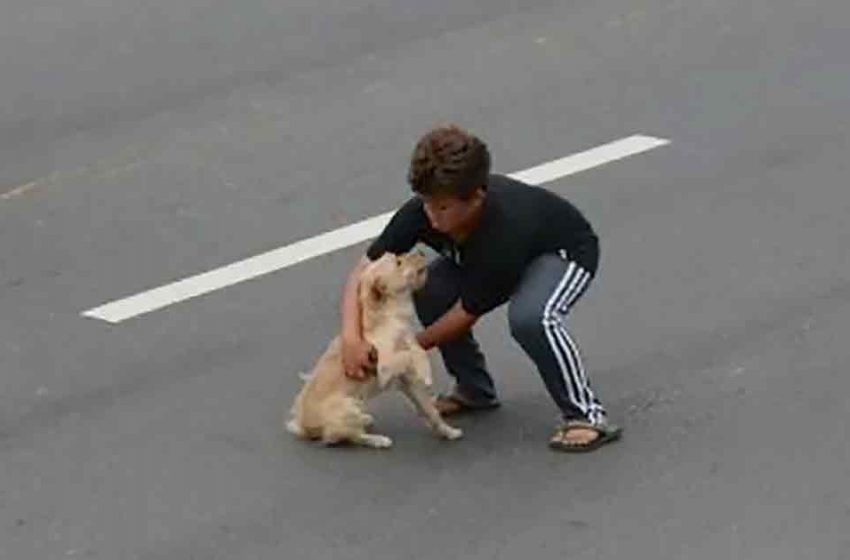  The kind boy saved the injured puppy from the heavy traffic