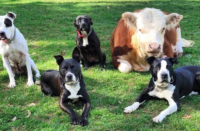  The neglected little cow found his comfort zone among the group of dogs