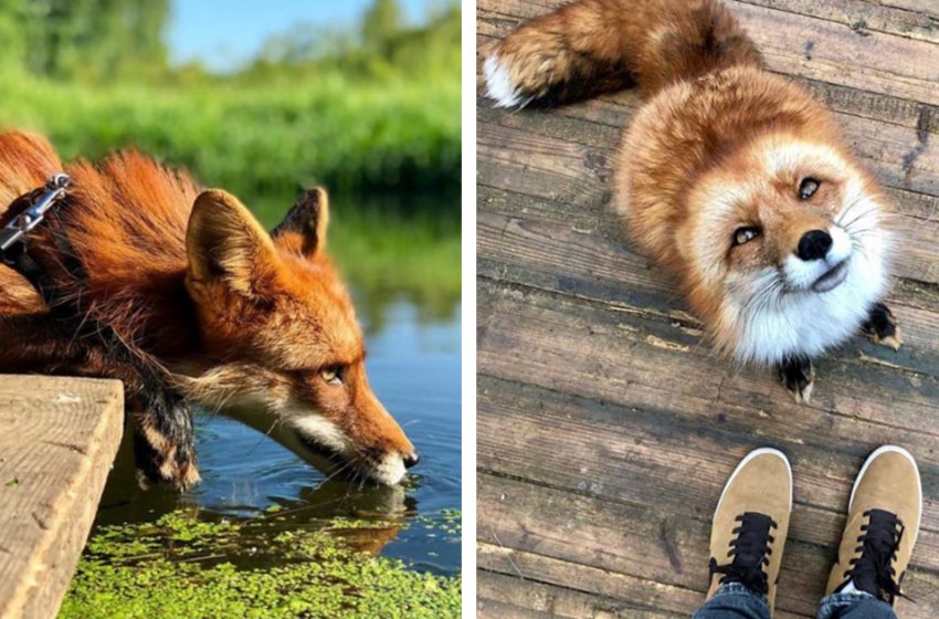  The life of the poor fox was changed drastically after being saved from the fur farm