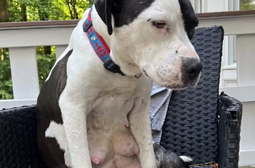  The sweet dog surprised her mom during the time the woman tried to photograph her