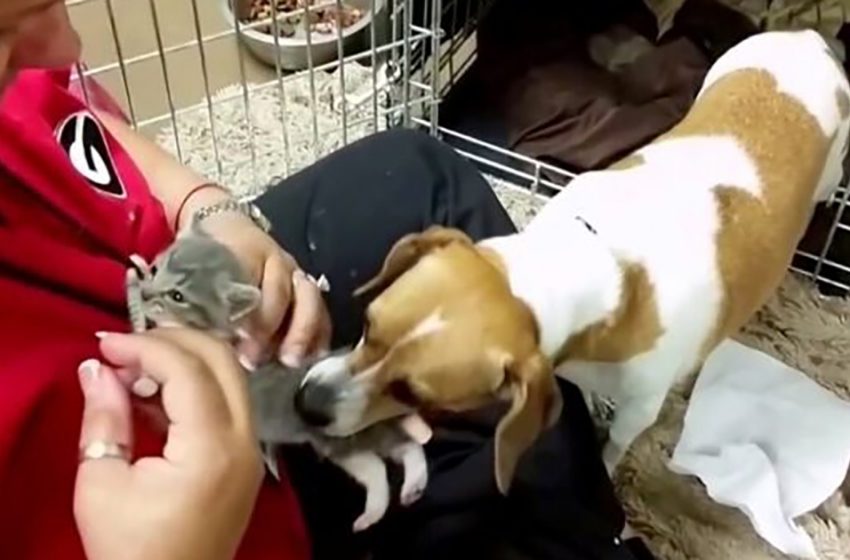  The attentive dog grabs the tiny kitten from the woman and puts her to her kennel