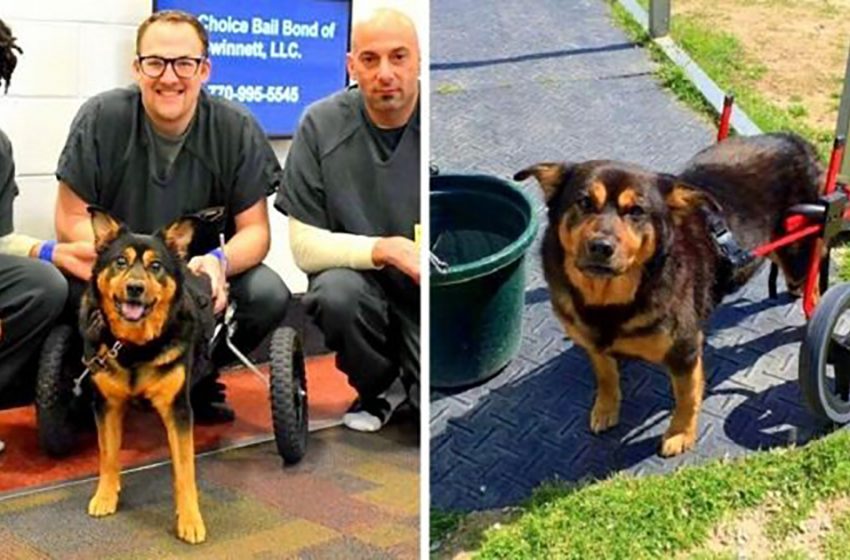  The disabled dog, cared by prisoners, finally found his forever home