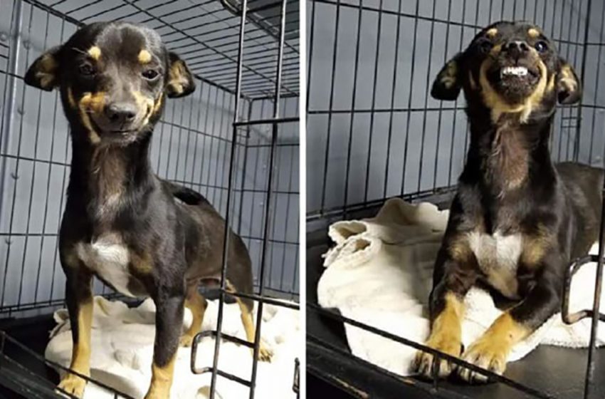  The adorable rescue dog attracted many people with his smile and found his forever home