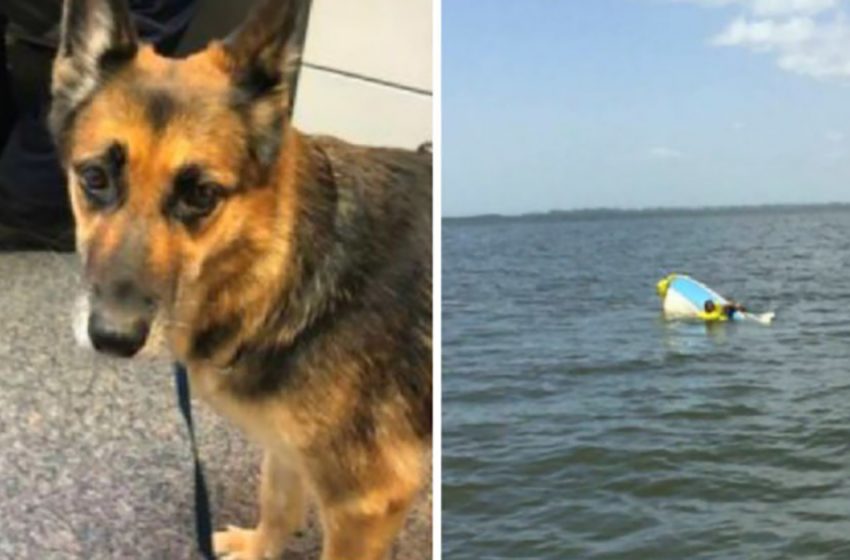  The hero dog saved her owner’s life with her incredible did