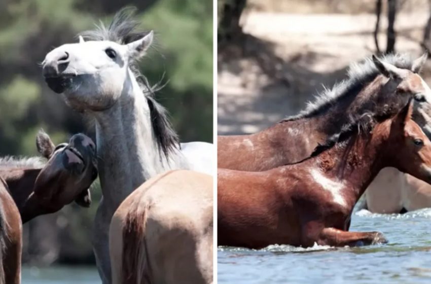  The adorable scene of brave stallion saving the little horse from drowning