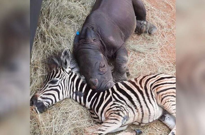  Baby rhino and zebra became inseparable friends at the shelter