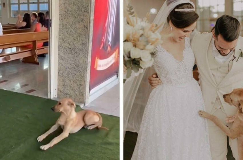  The sweet puppy appeared in the couple’s wedding and became the part of their new family