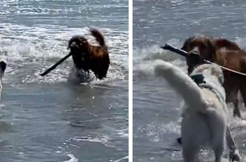  The friendly dog helps his little sister in the beach like a guardian