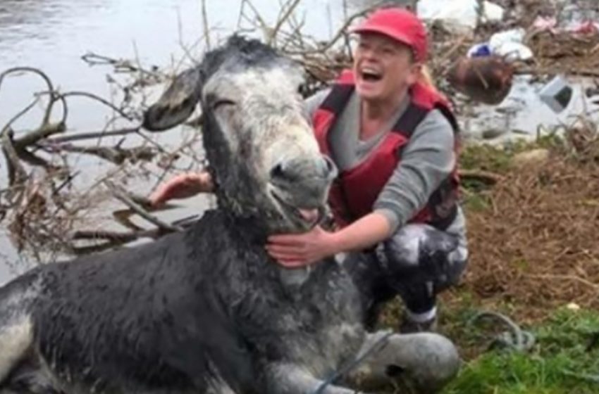  The sweet donkey was overjoyed after being rescued from the flood