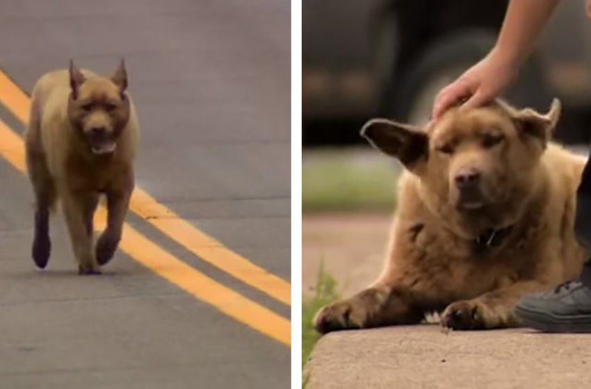  The adorable dog has become everyone’s hero for his friendly and lovely manner