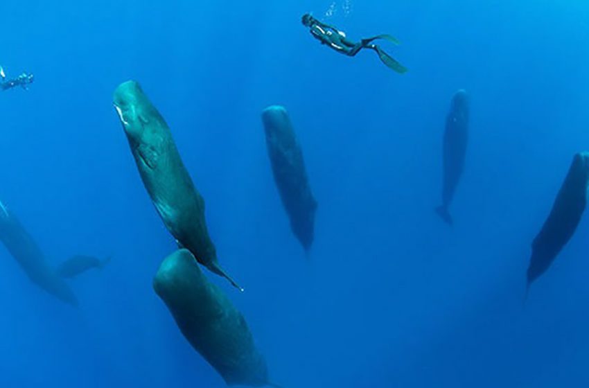  The enthusiastic photographer made incredible pics of a group of whales sleeping vertically