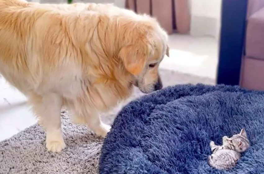 The amusing scene of a lovely dog stuggling for his bed
