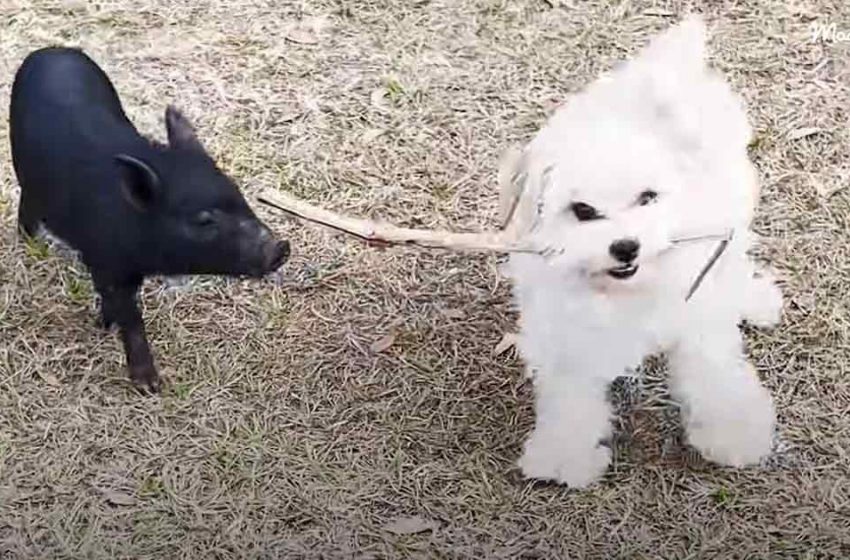  Lady listens commotion within the bushes and finds a small, modest dark piglet