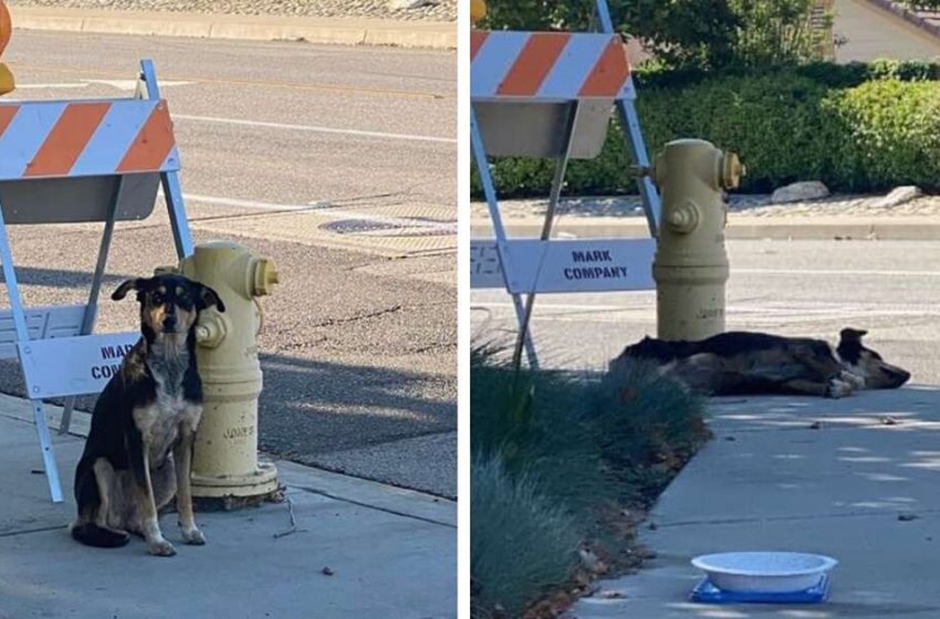  The poor dog didn’t want to move from the place she last saw her owners