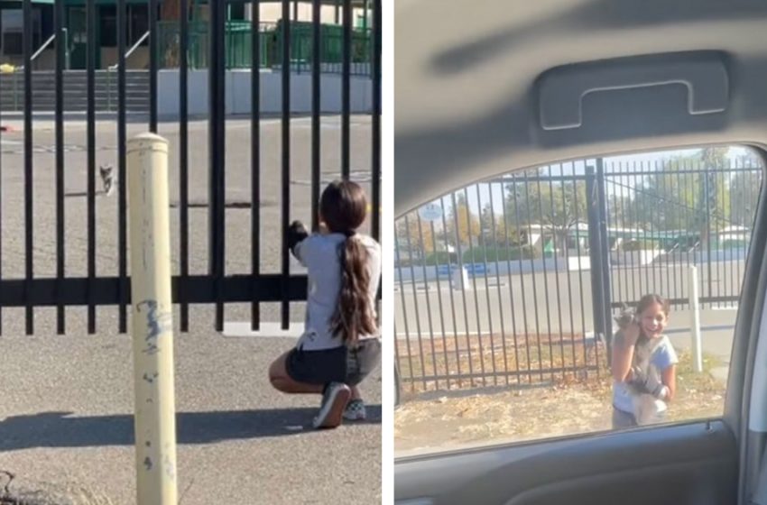  The adorable moment the lost cat reunited with her lovely human sister